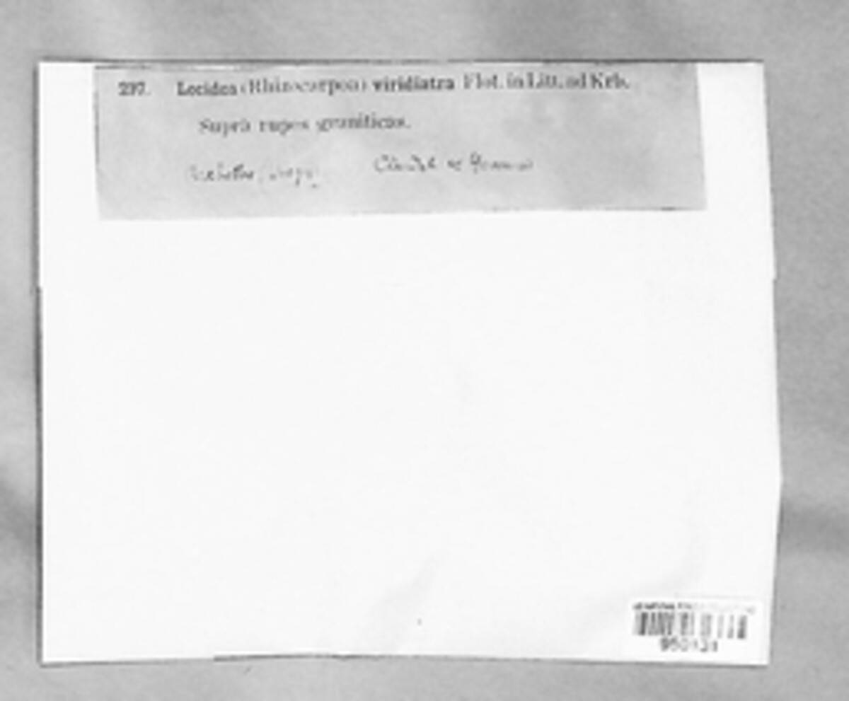 Rhizocarpon viridiatrum image